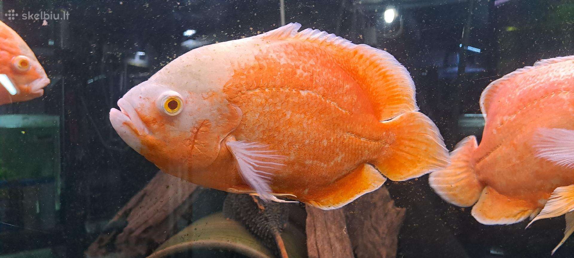 Oscar super red