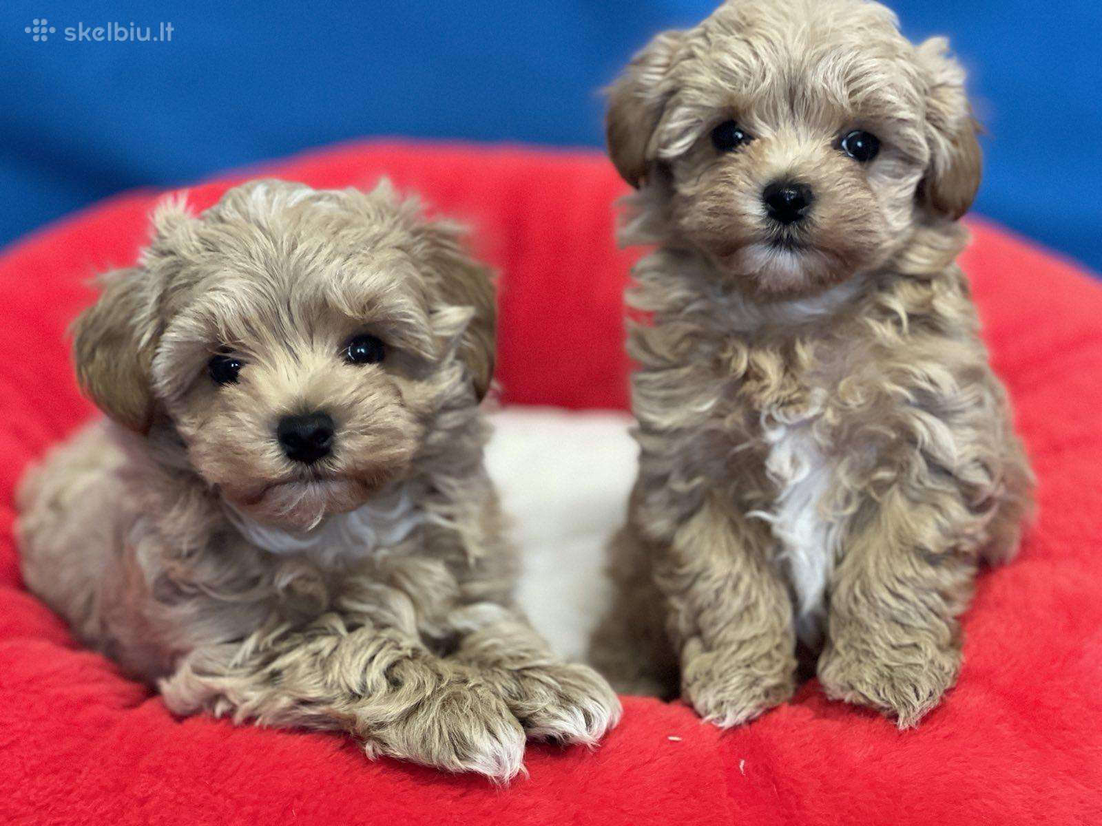 Maltipoo