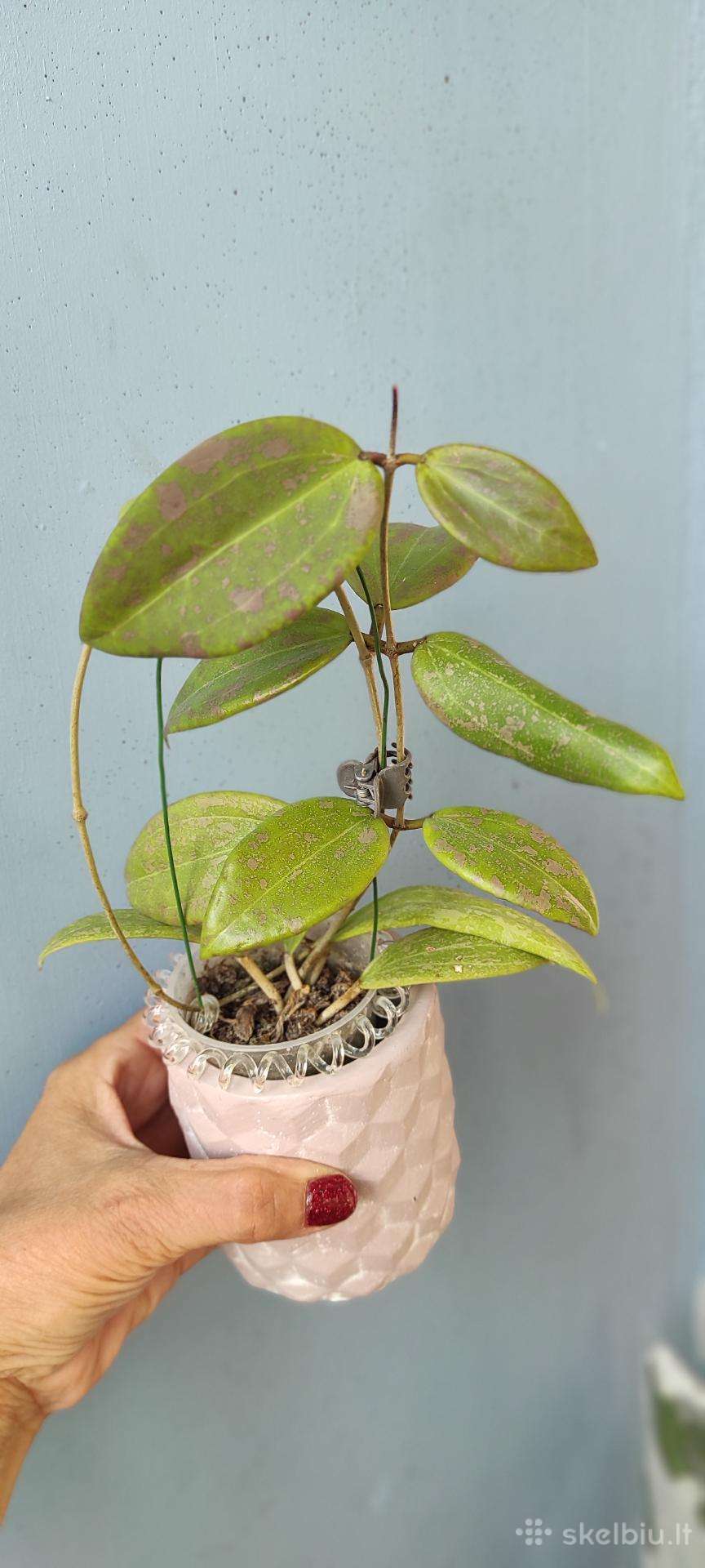 Vaškuole,hoya Wibergiae