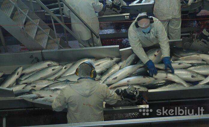 Skubiai darbas Švedijoje - Žuvies fabrike