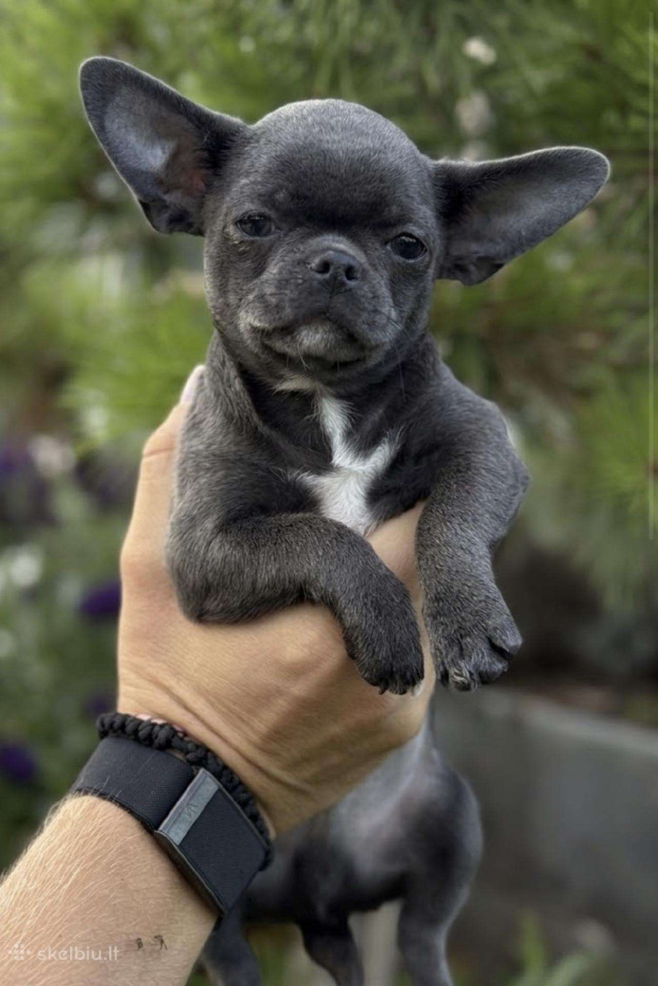 Du chihuahua berniukai