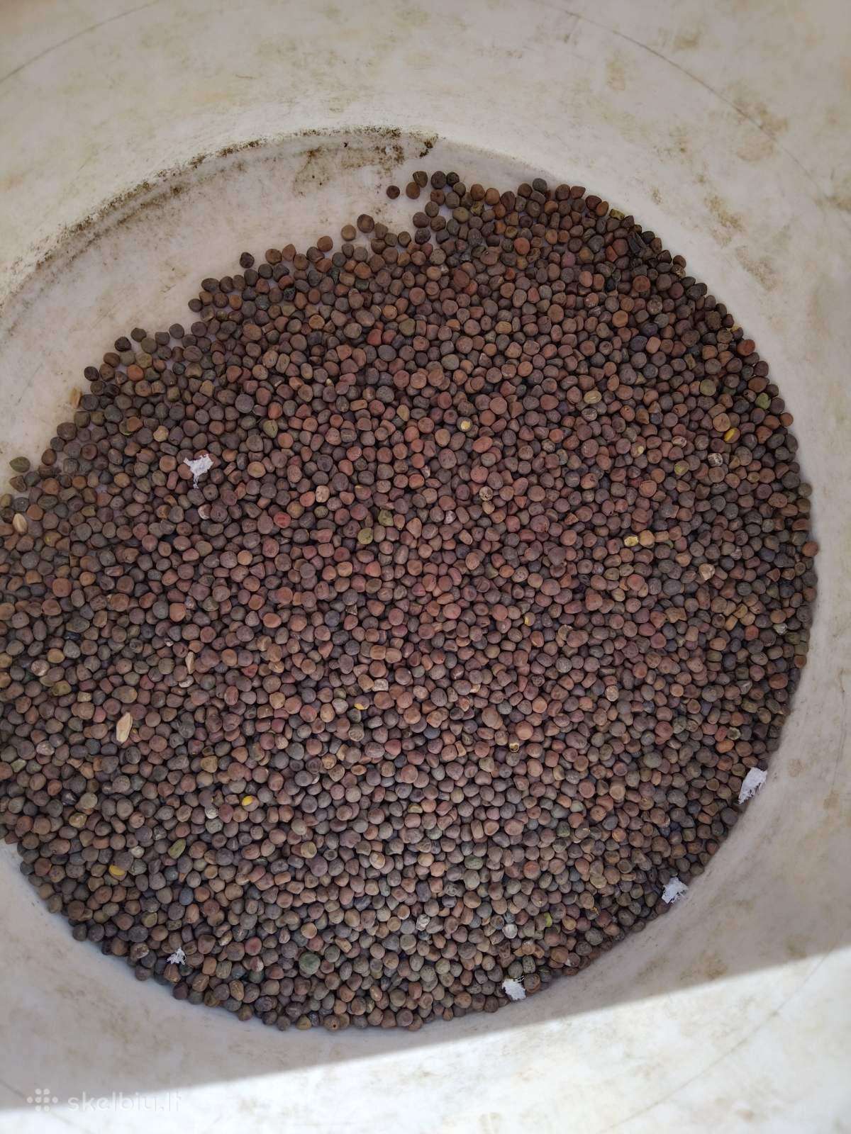 Zieminiai vikiai 1e/kg pristatau