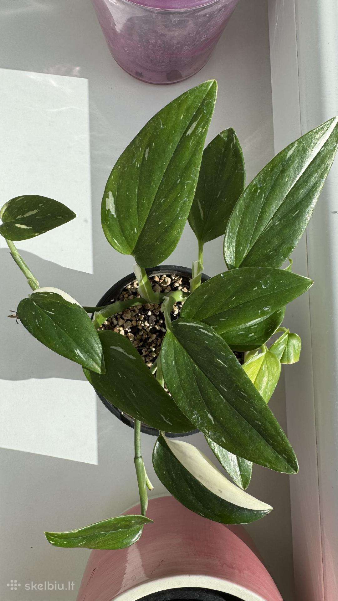 Monstera Standlayena