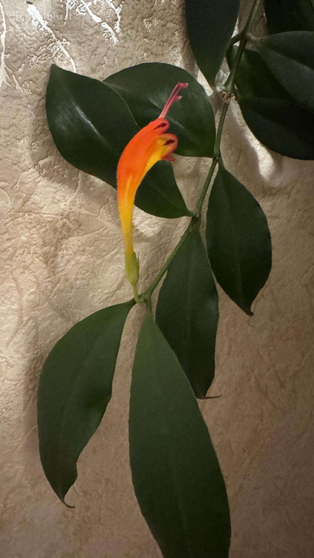 Aiškesnis aeschynanthus lipstick plant