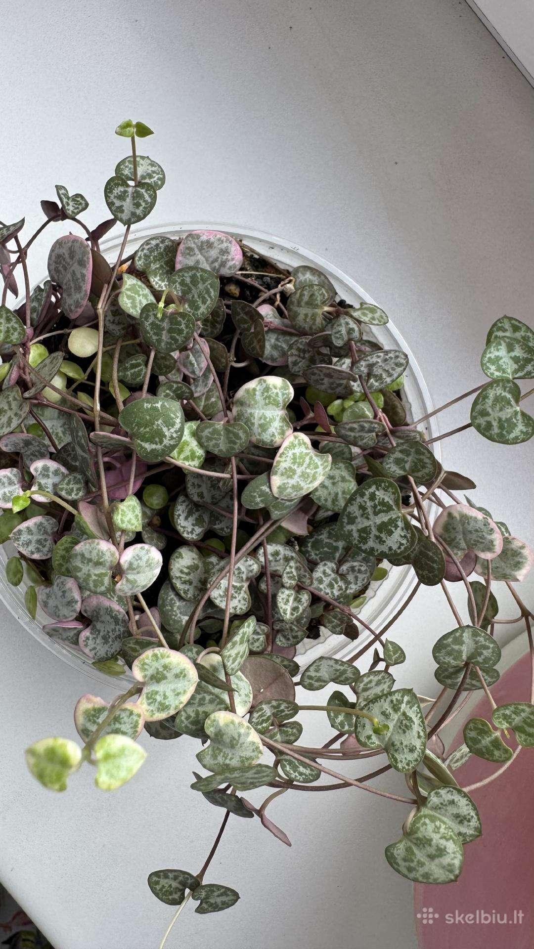 String of turtles_ceropegia woodii