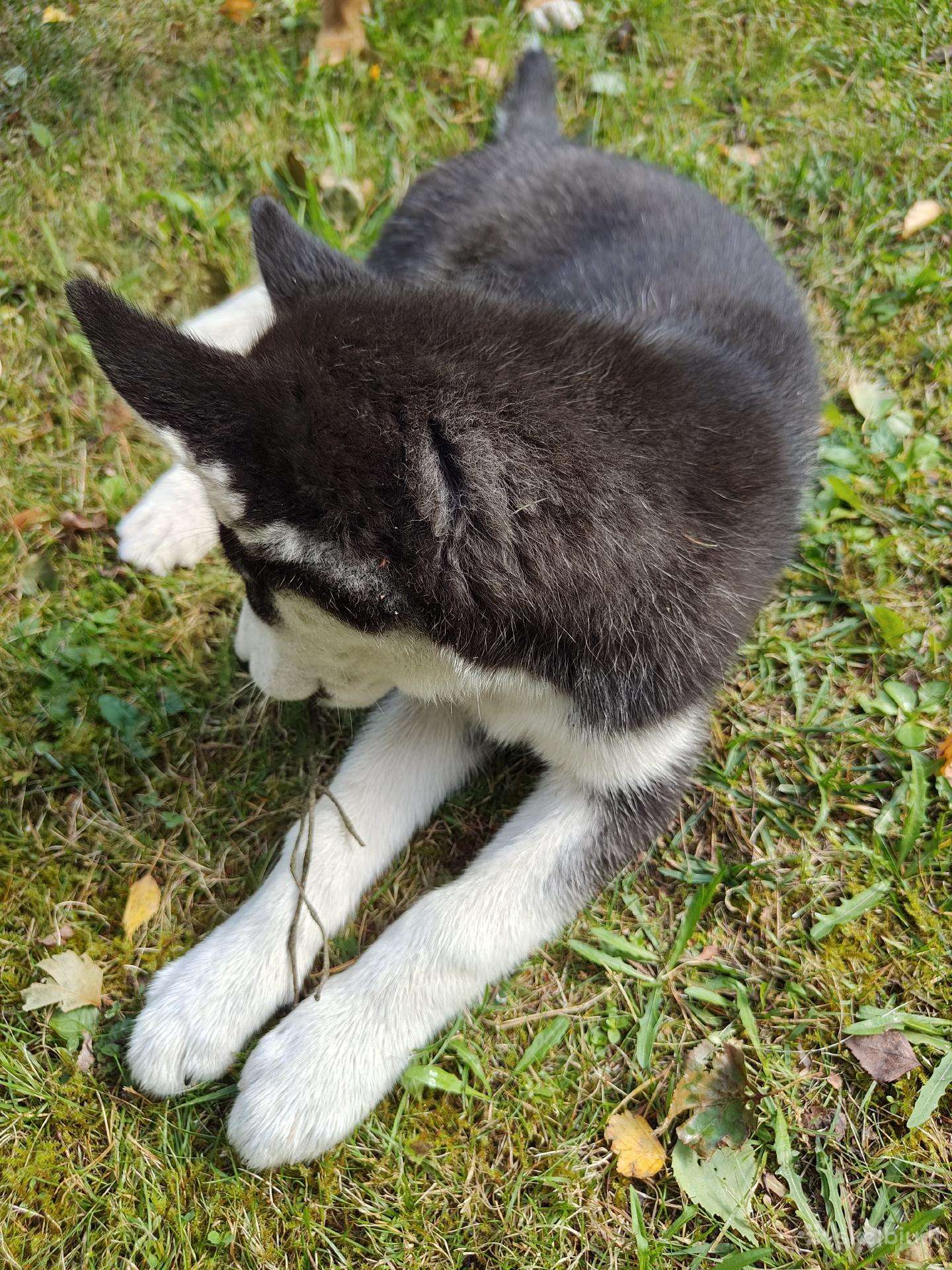 Husky 3men