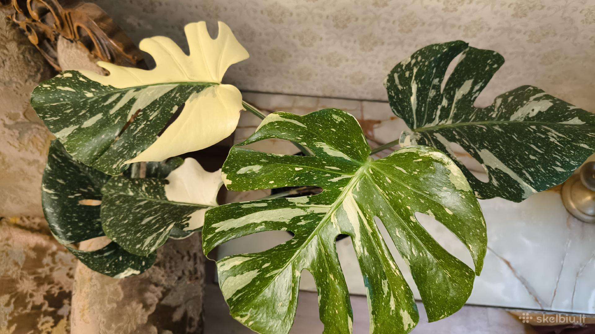 Gražuolė monstera Thai constellation