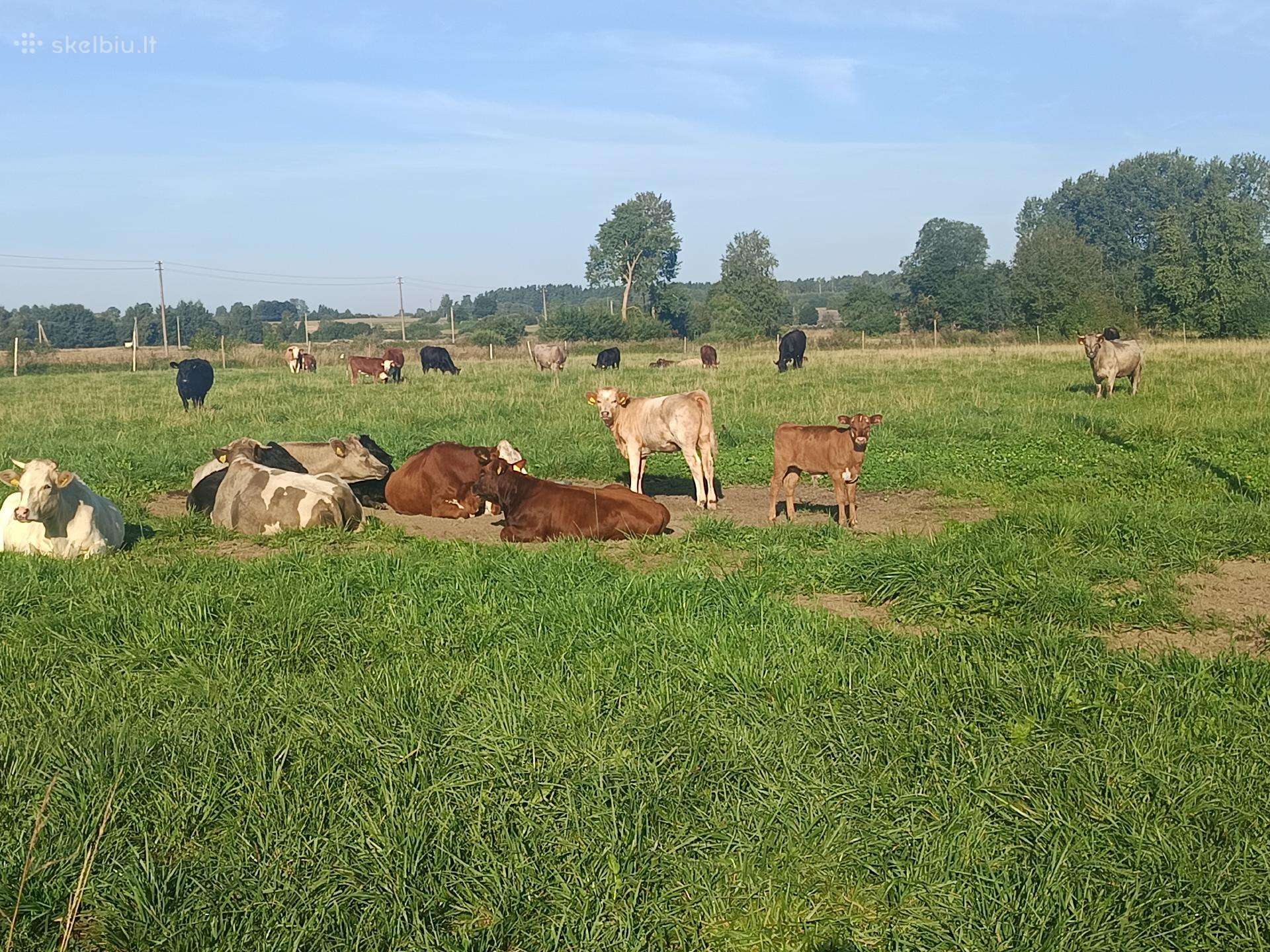 Parduodu bandą x mėsinių mišrūnų 33vnt