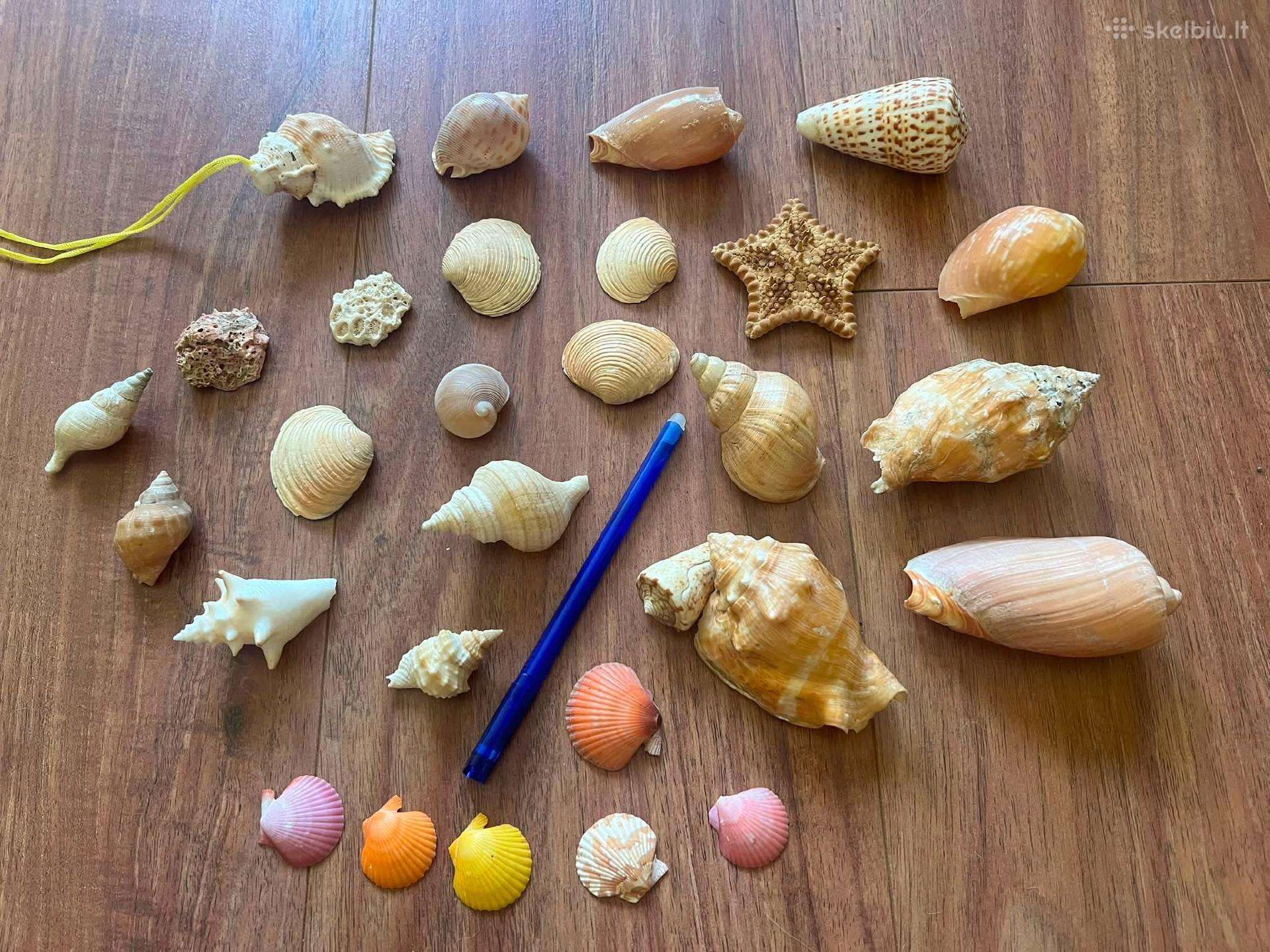 Mazos kriaukles