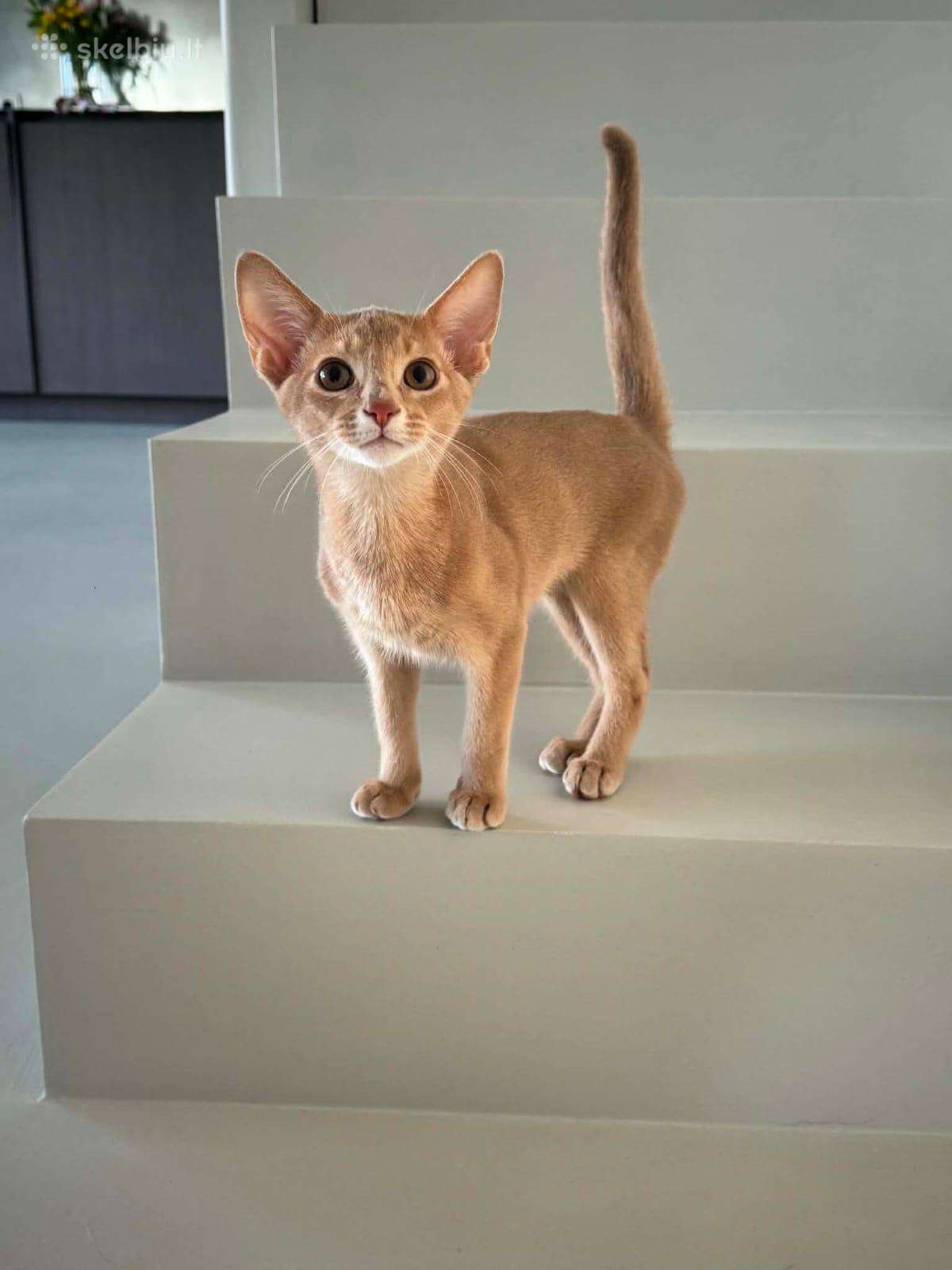 Abisinijos kačiukai (Fawn Berniukai)