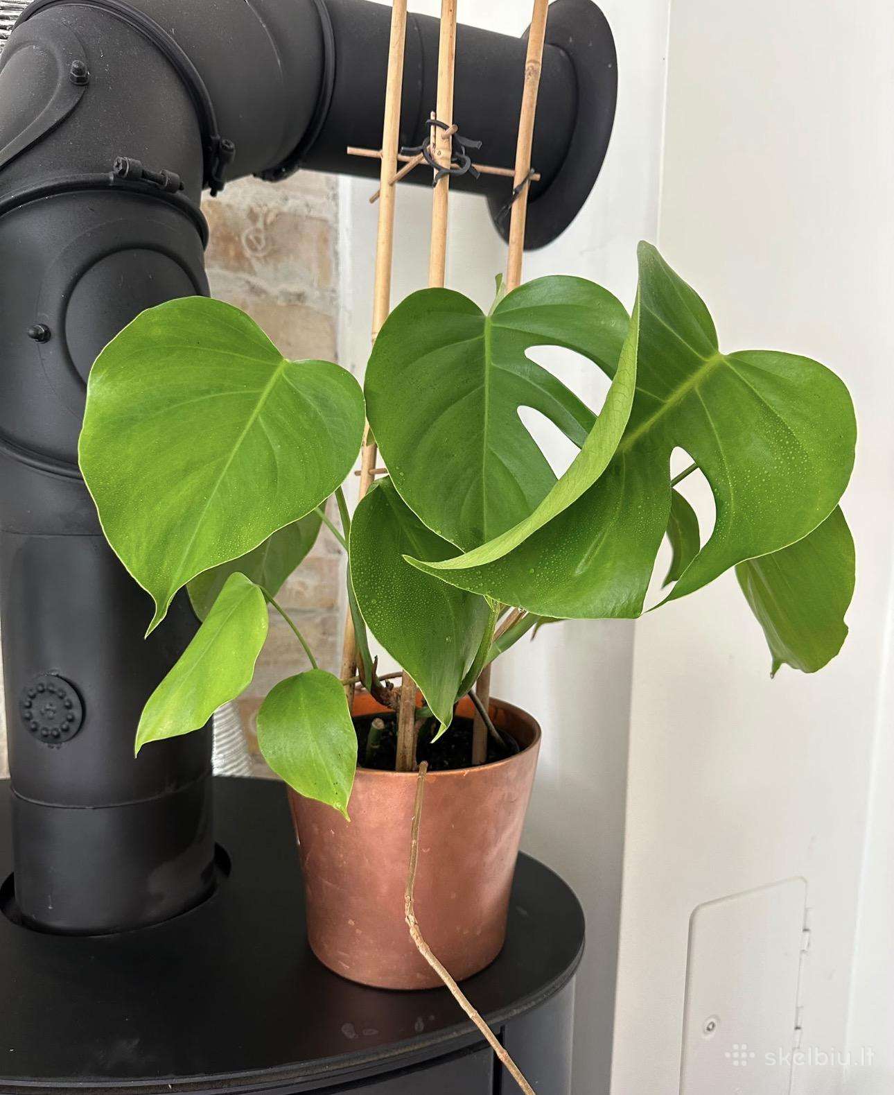 Monstera borsigiana - 3 auginiai vazone
