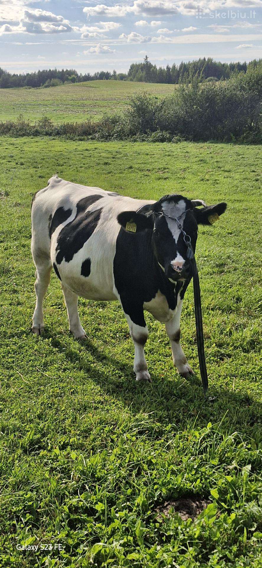 Parduodama veršinga telyčia