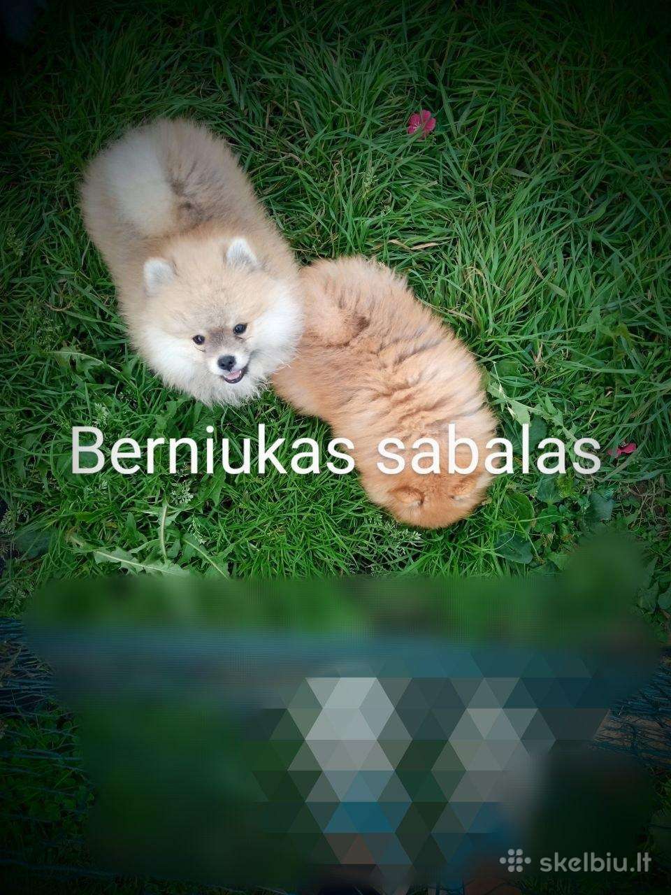 Pomeranijos nykštukinių špice Boo