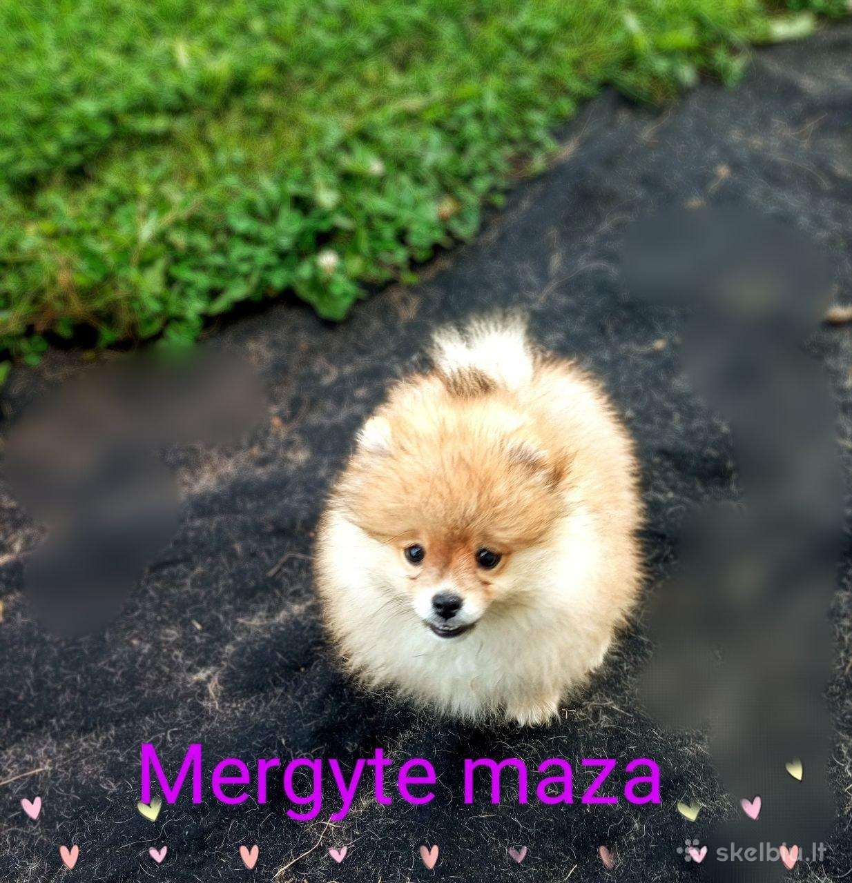 Pomeranijos nykštukinių špice Boo