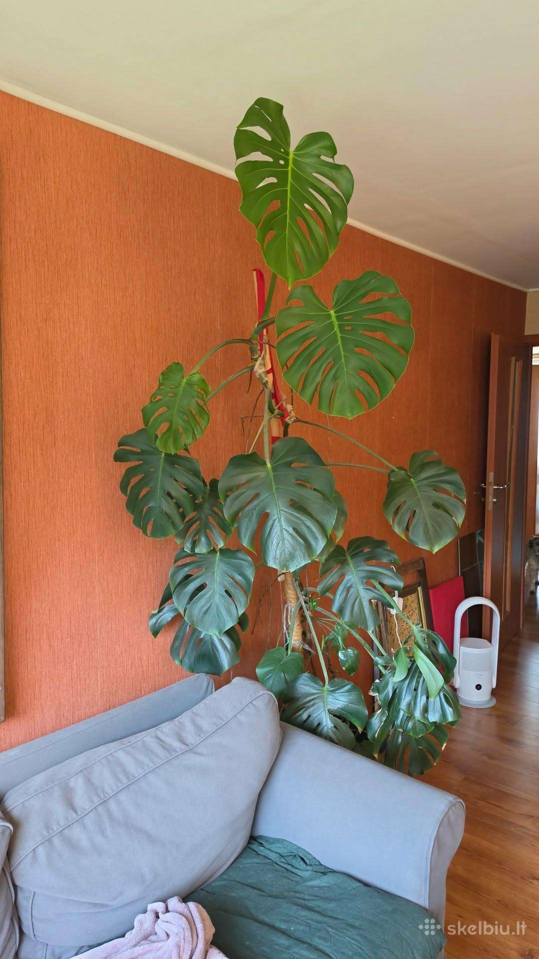 Dovanoju monstera