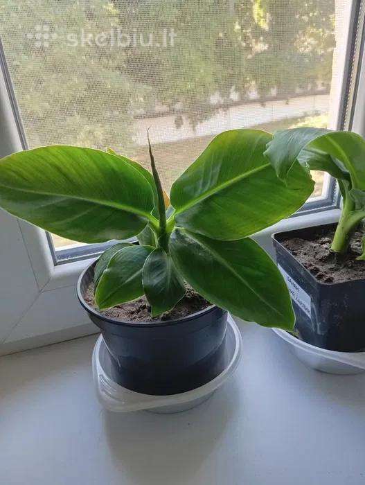 Nykštukinio banano „Dwarf Cavendish“ sodinukai.