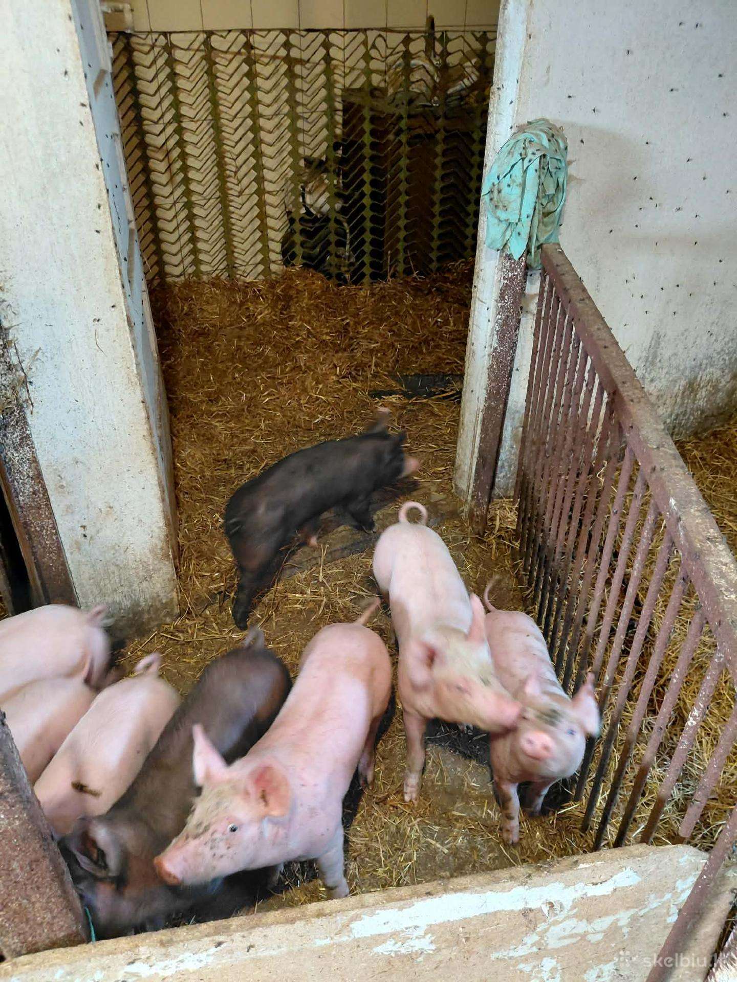Parduodami paršeliai