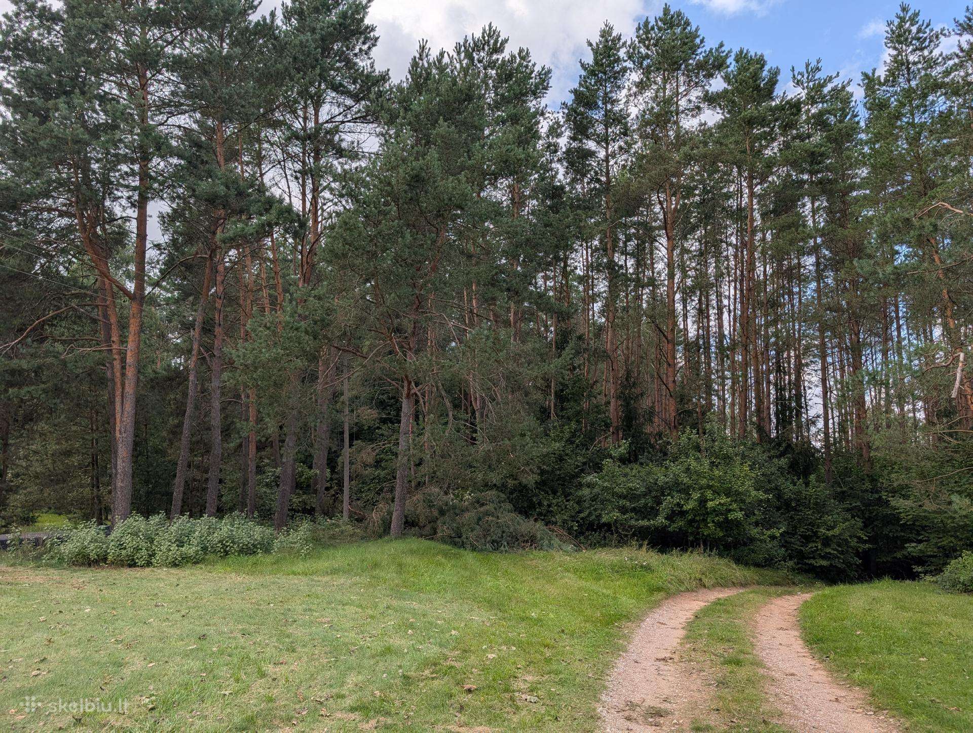 Parduodamas miškas Kavarsko sen., Anykščių raj.
