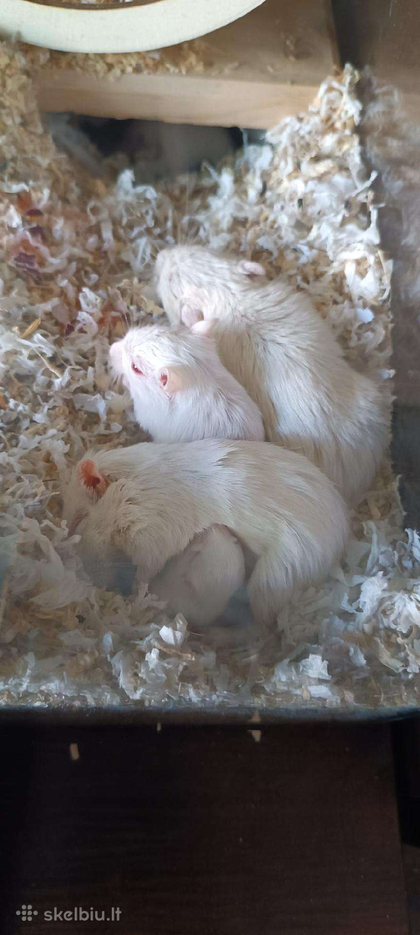 Dovanojami mieli balti gerbilai (dykumų smiltpelės