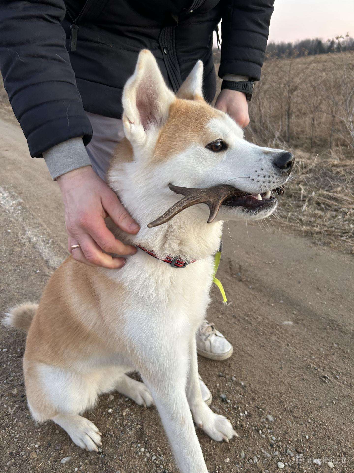 Japonų Akita