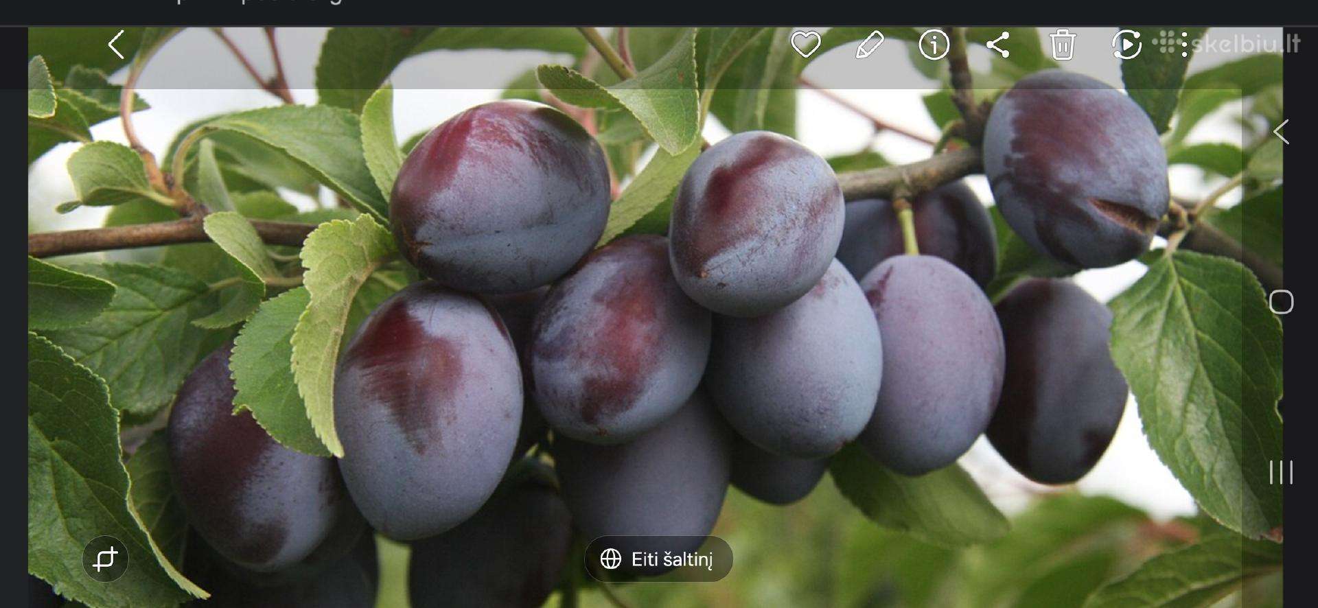 Parduodamos Slyvos , Vengriškos"