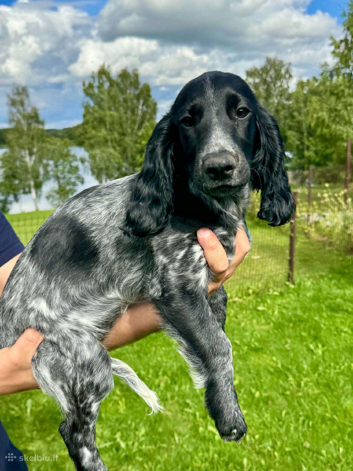 Rusų spanielių veislės šuniukai