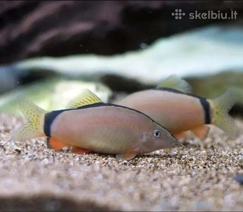 Akvariumo žuvis Splendid loach