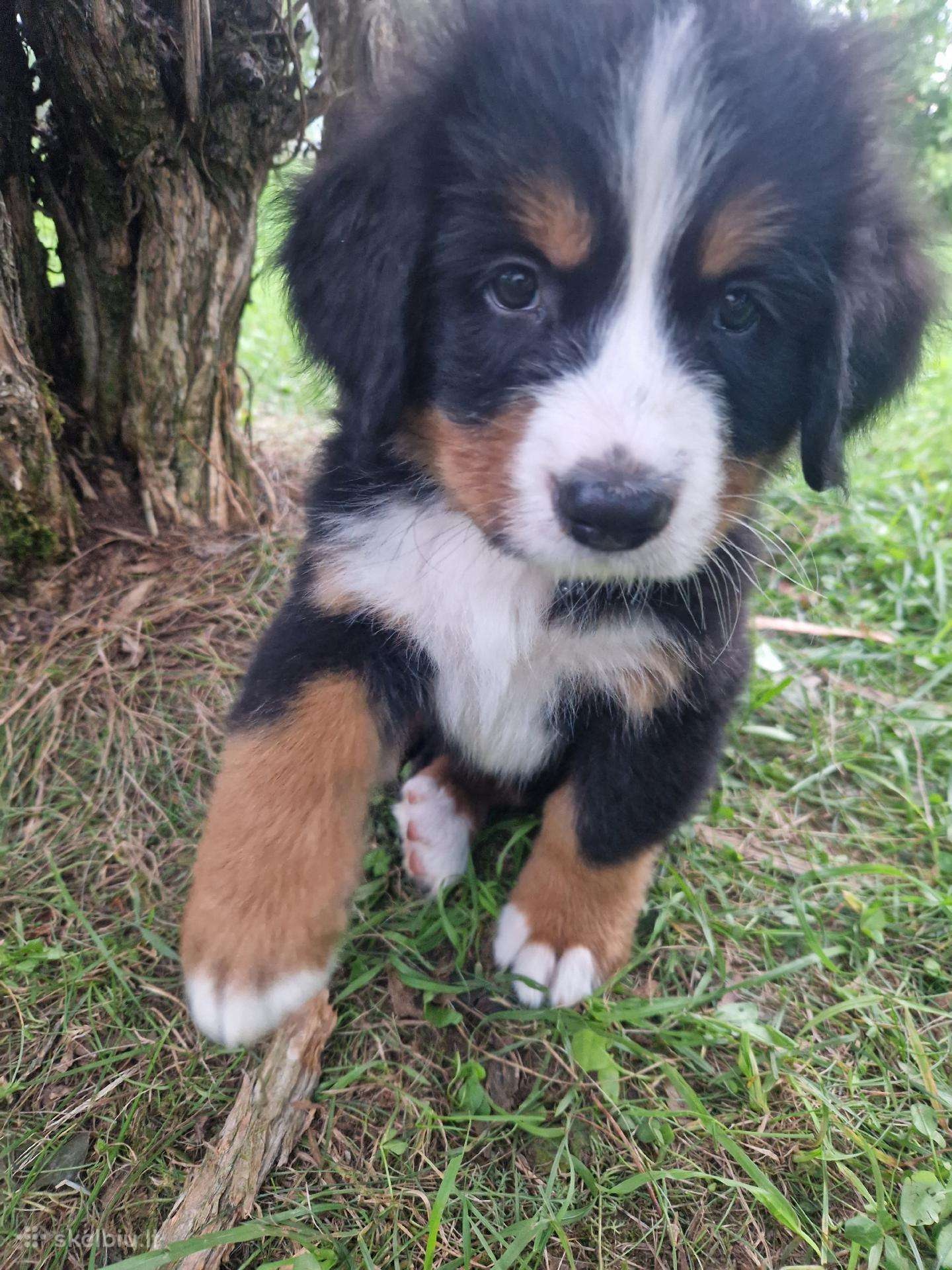 Berno zenenhundų šuniukai