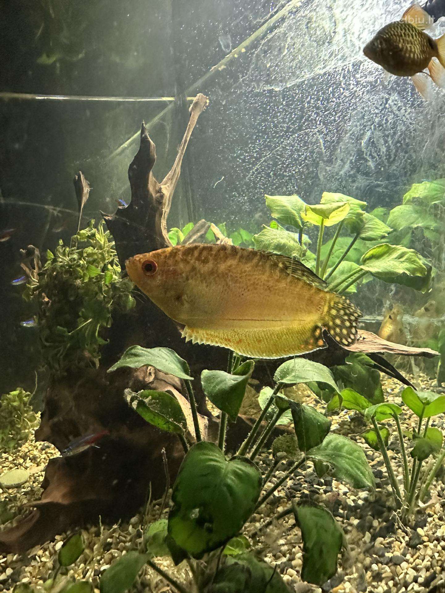 Golden Gouramis akvariumo žuvis