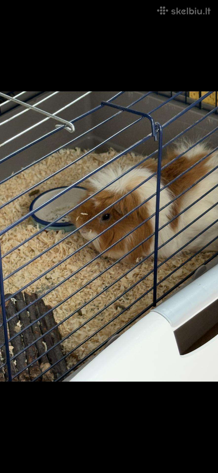 Jūrų kiaulytė dovanojame su narvu