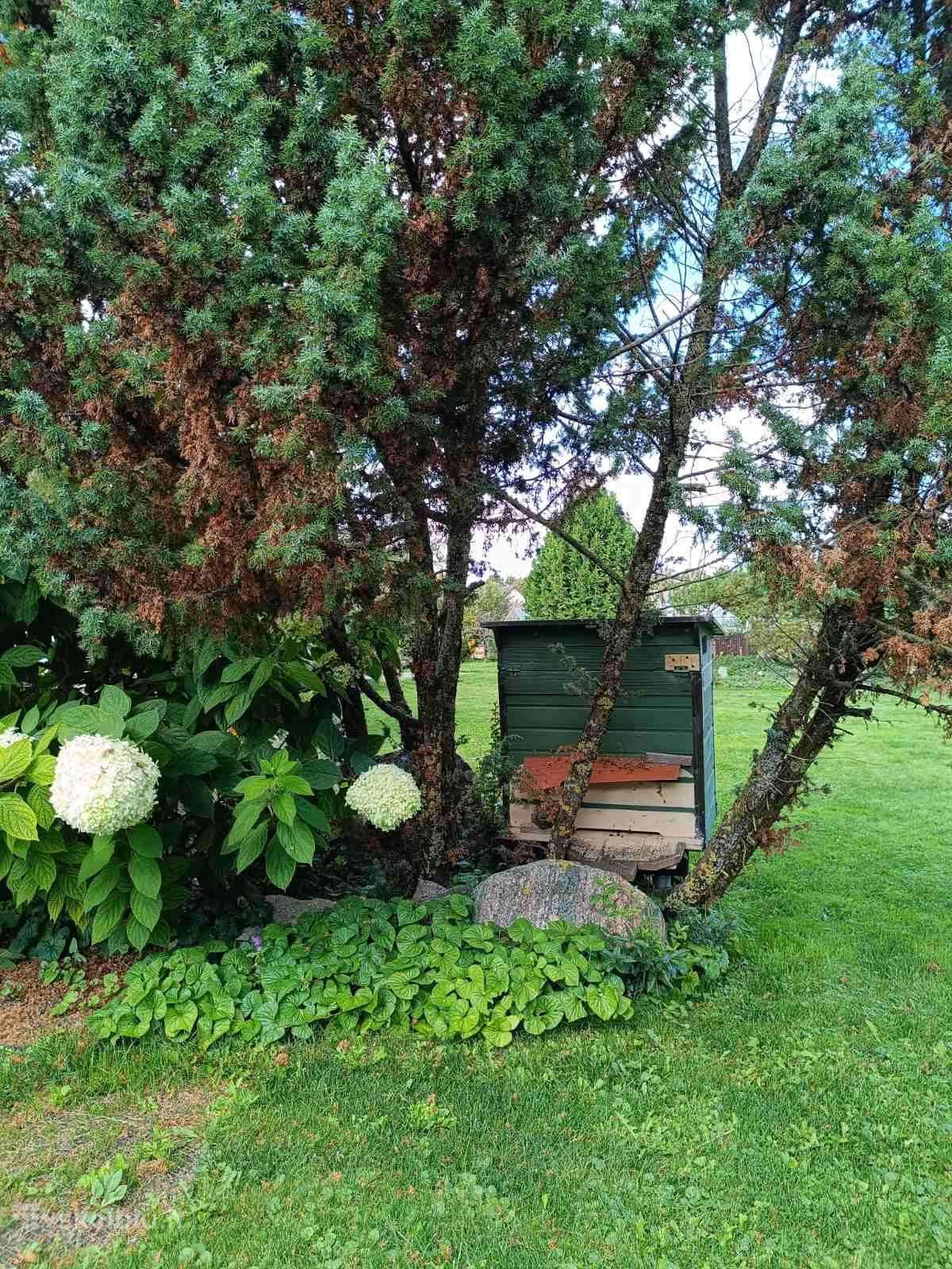3 aviliai su šeimomis
