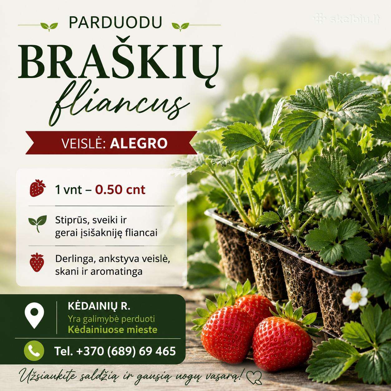 Braškių fliancai (Veislė - Alegro)