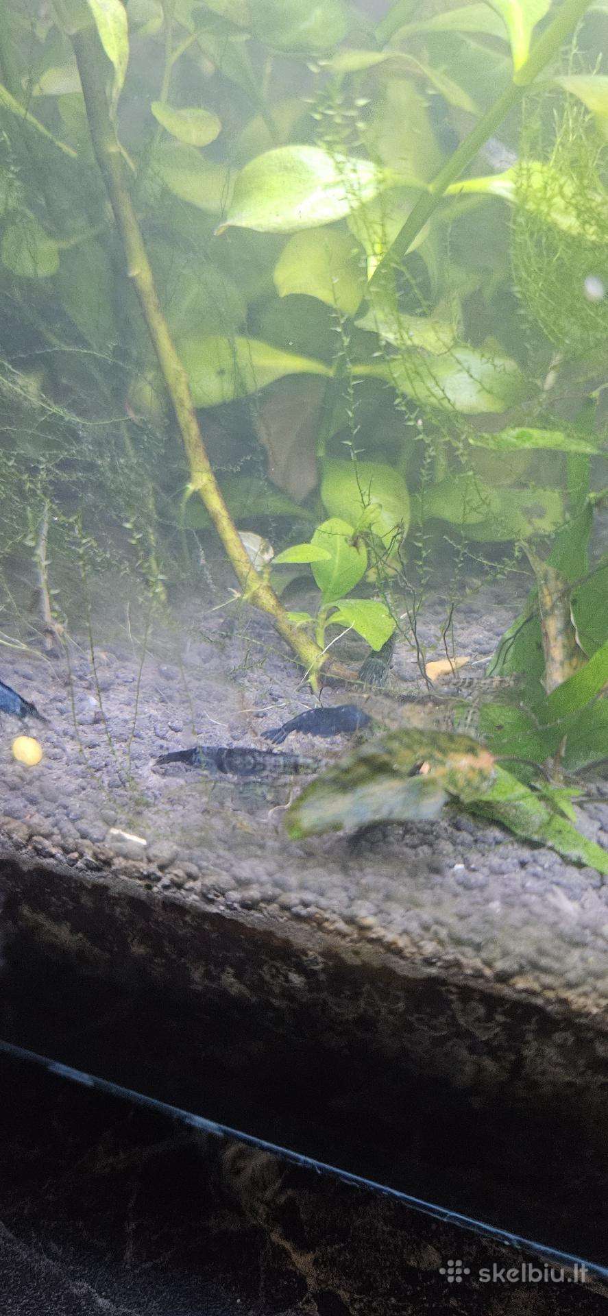 Akvariumo krevetes