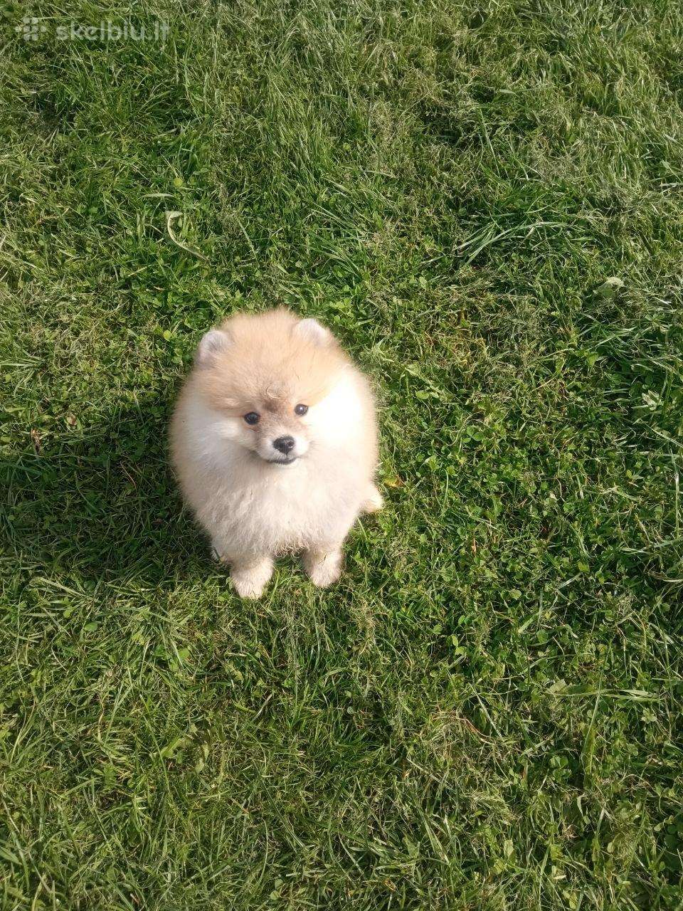 Pomeranijos nykštukinių špicas