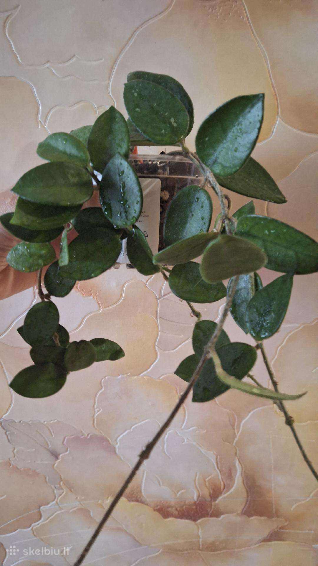 Hoya Chouke