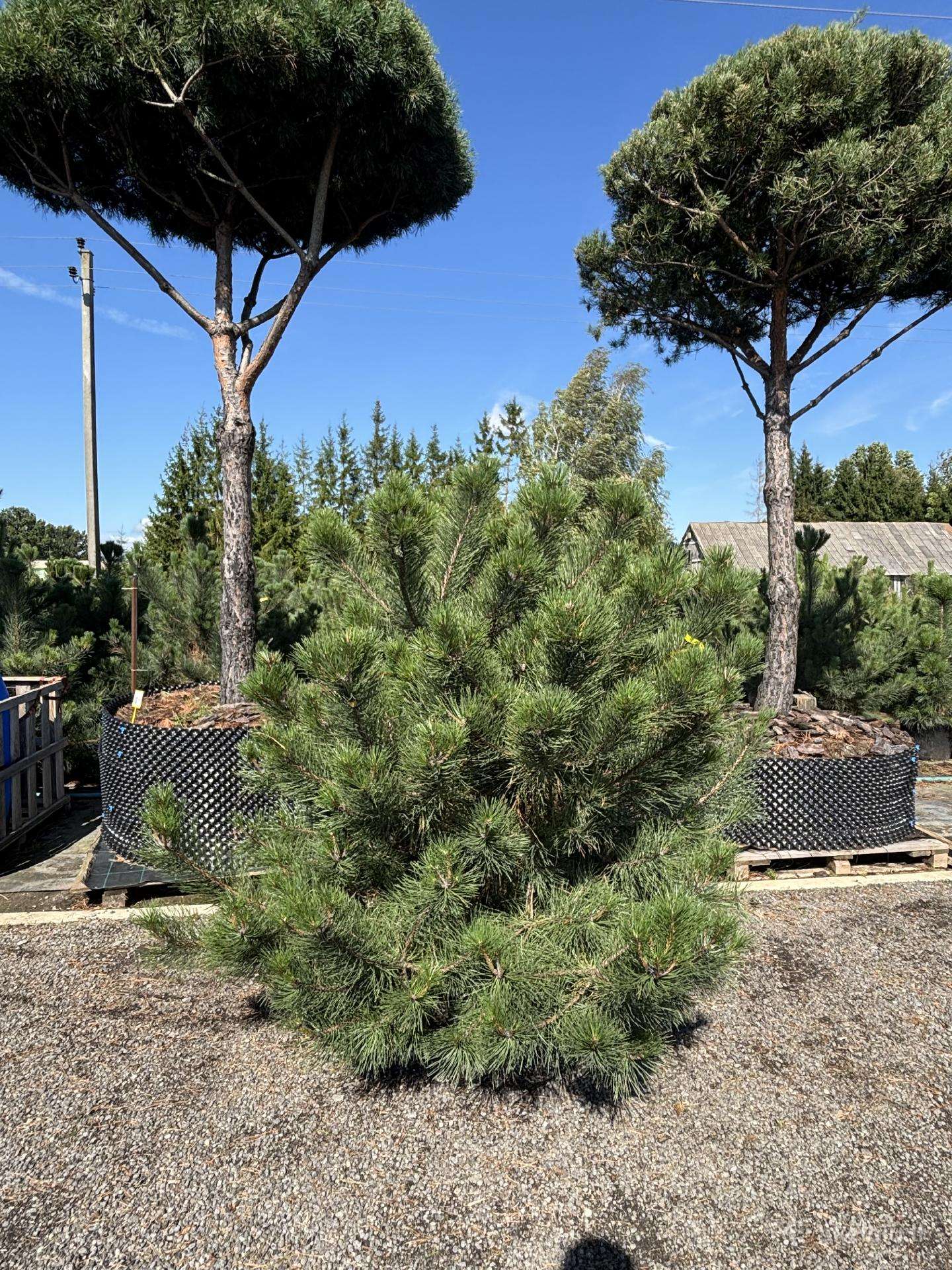 Juodoji pušis Pinus nigra, tujos Smaragd, Brabant