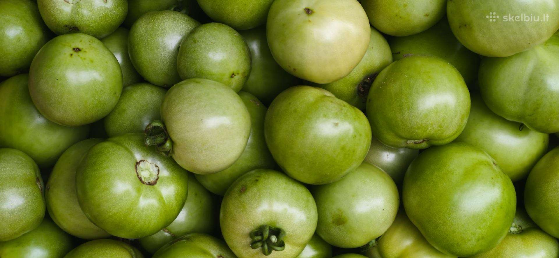 Pomidorai