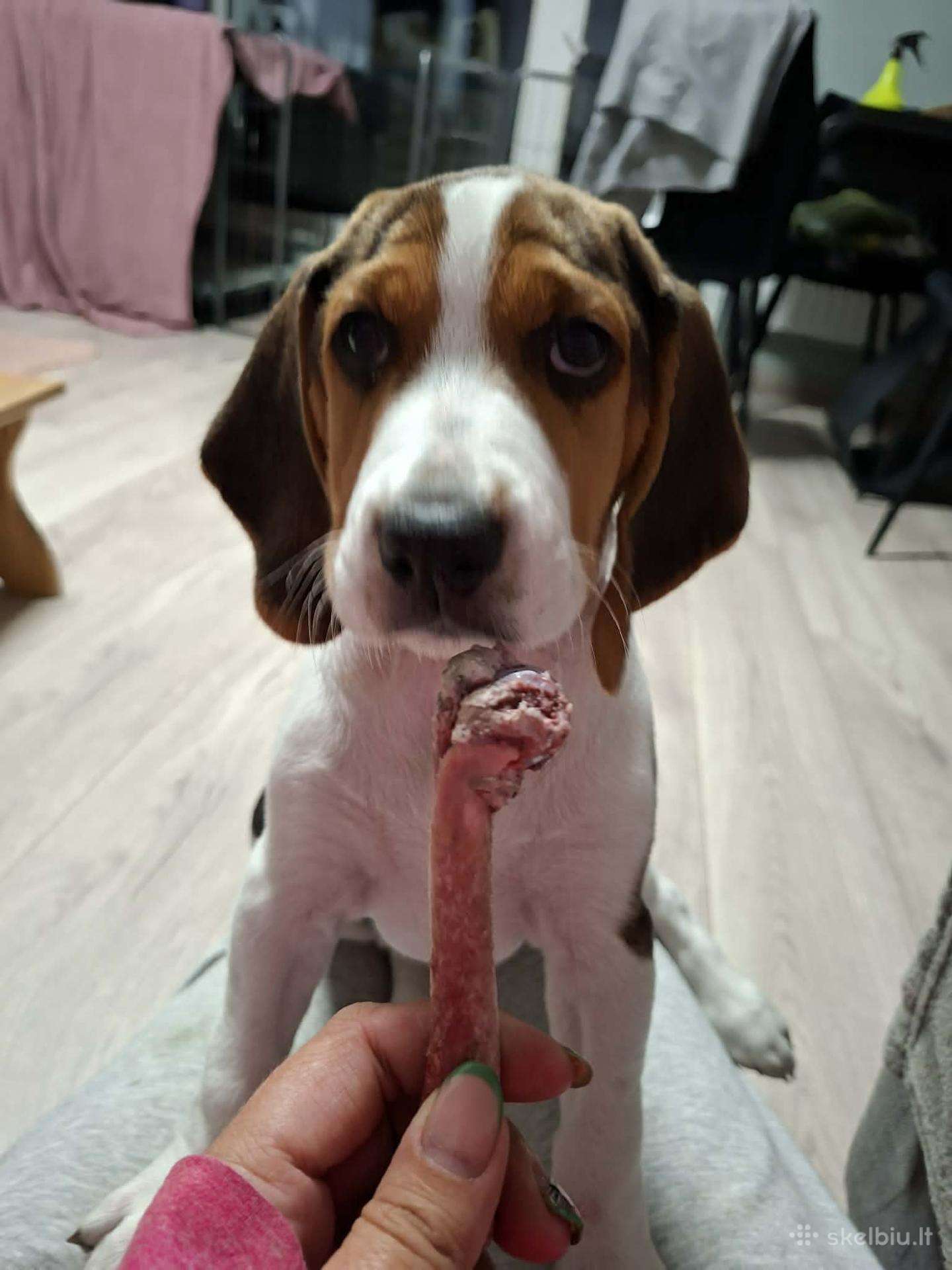 Estų Skalikai / Estonian Hound