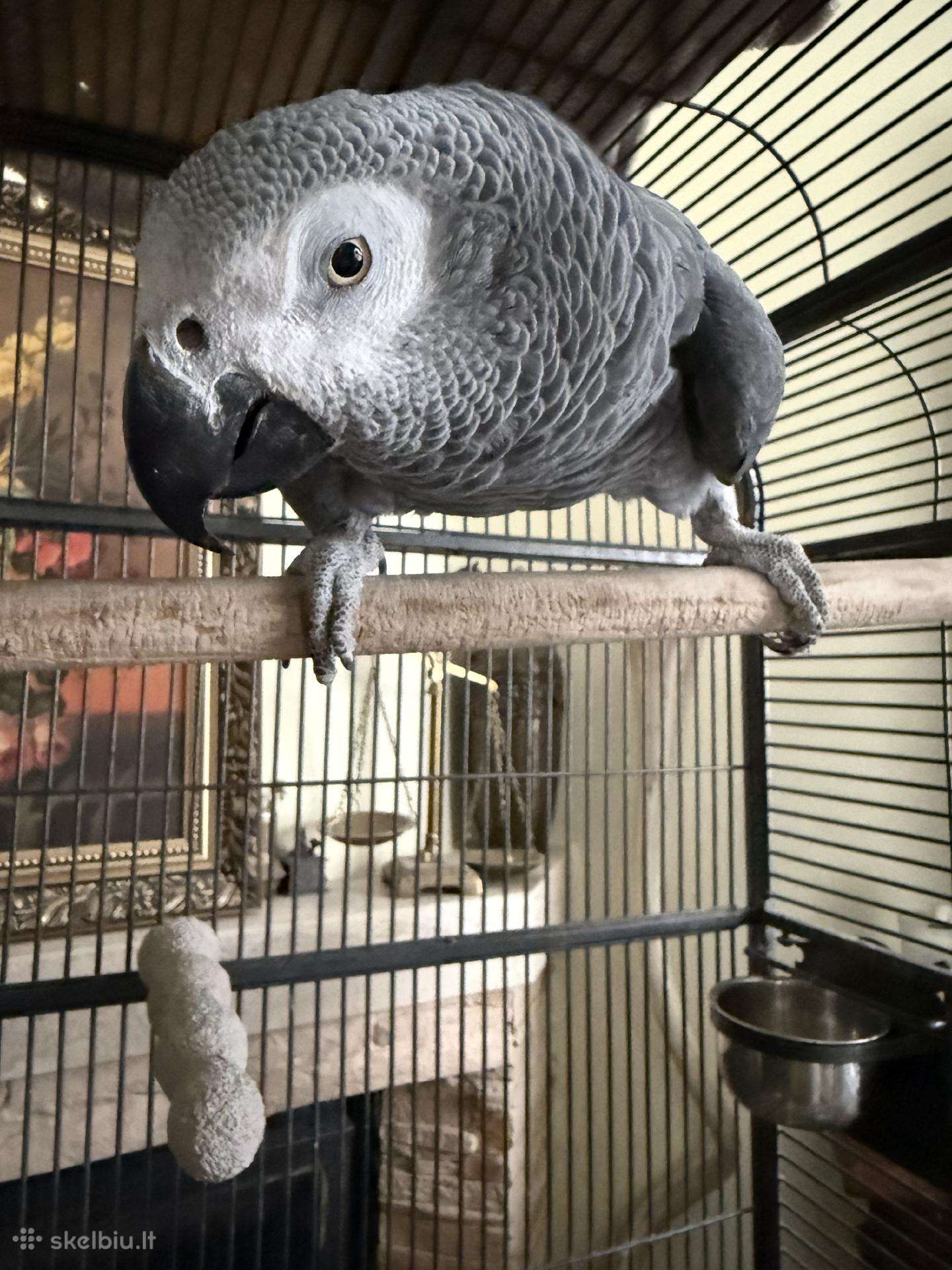 Papūga