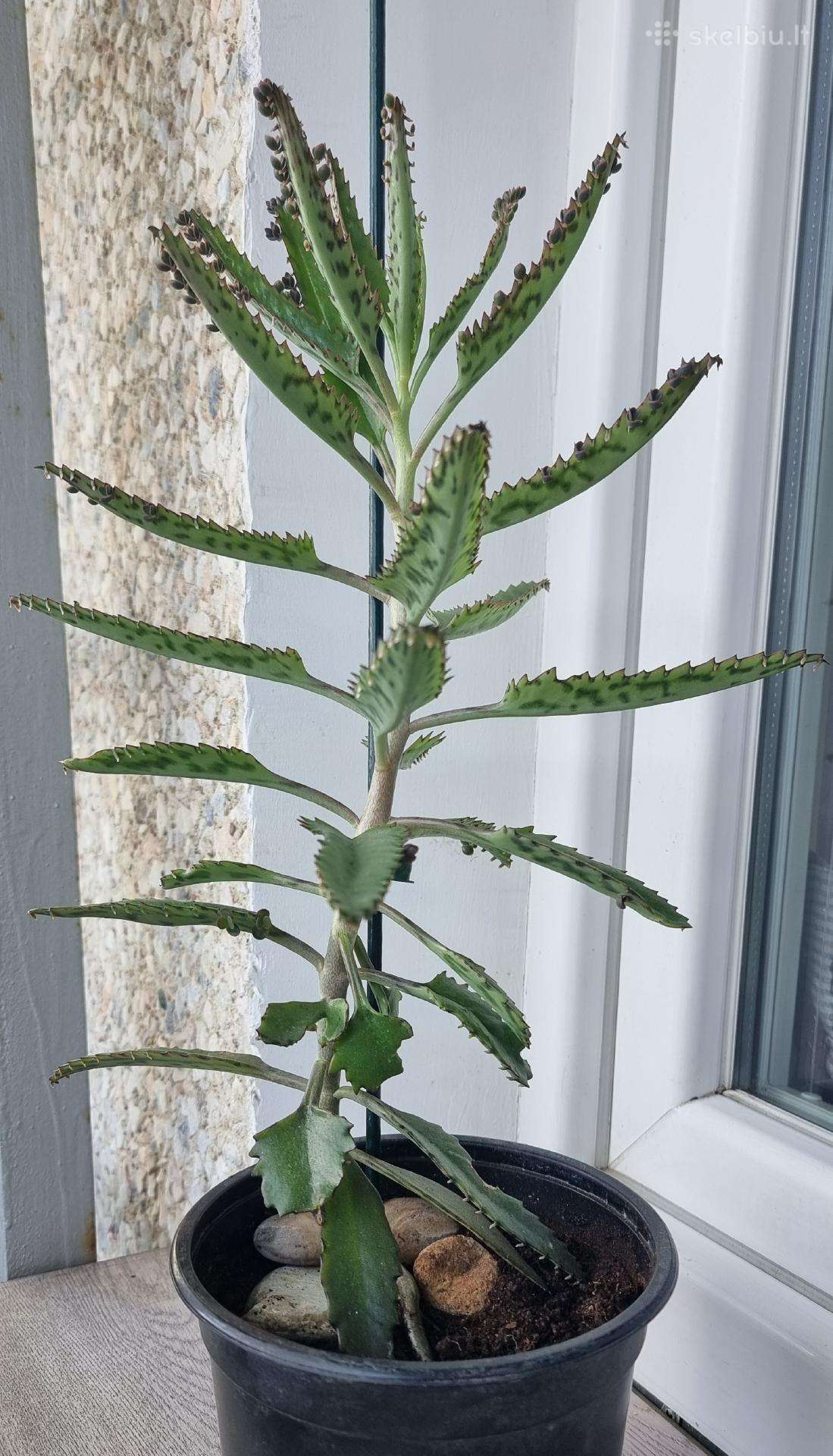Kalankė (Paleistuvė)
