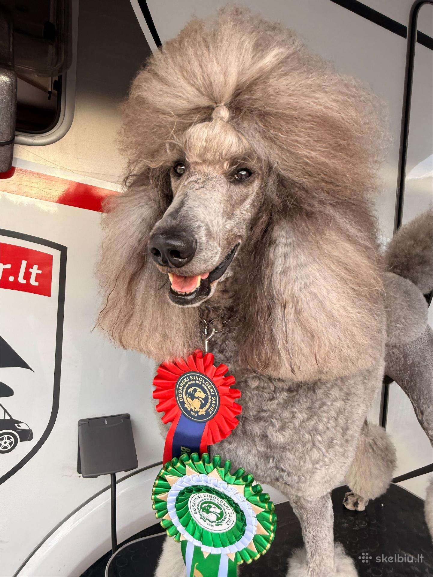 Patinas kergimui- Stud male available to approved