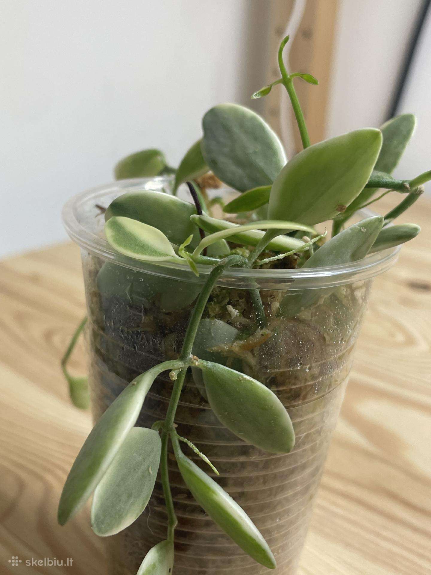 Dischidia Oiantha Variegata