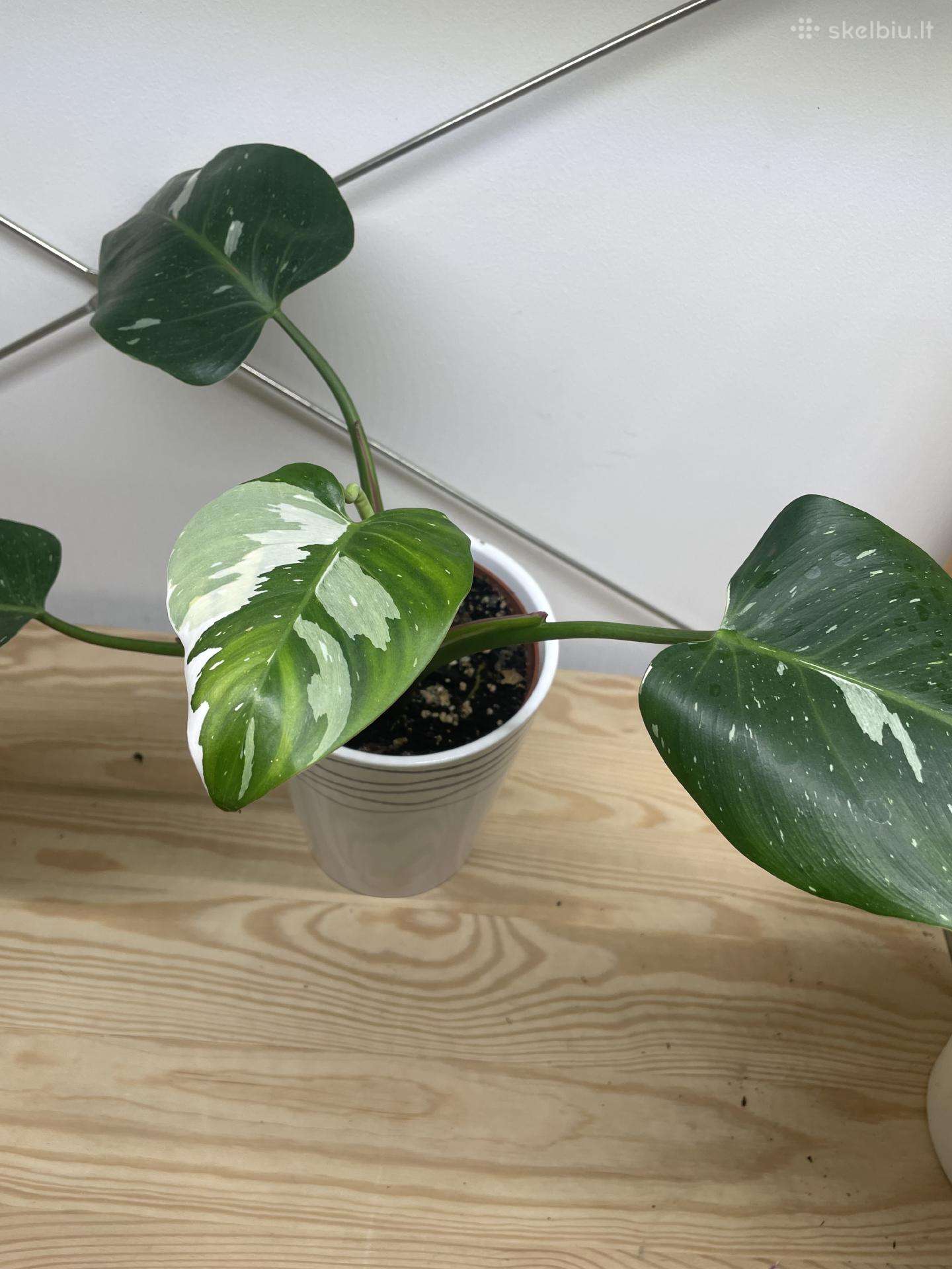 Filodendras( Philodendron)white wizard