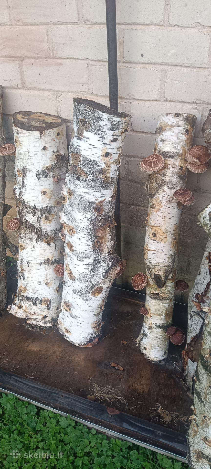 Grybai - shitake, baravykai.