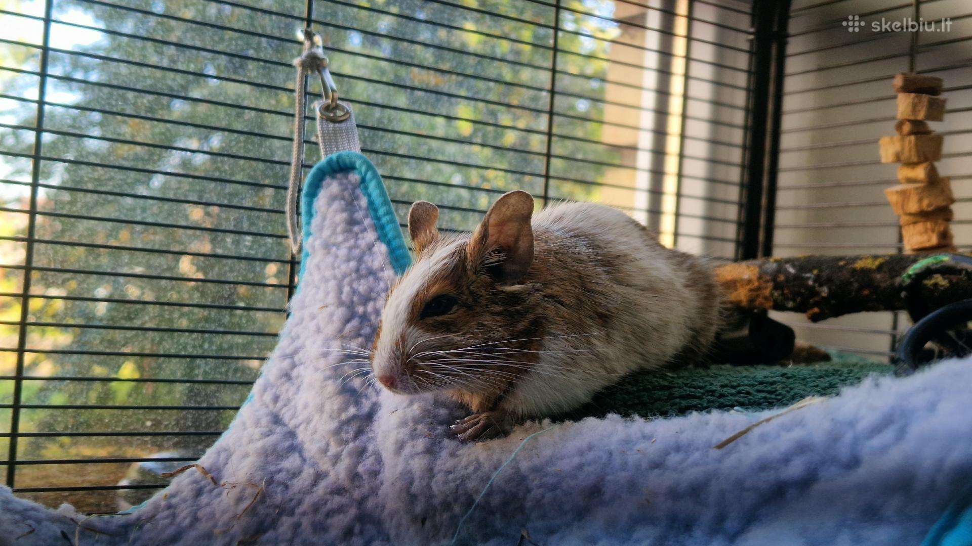 Dovanojami 2 degu su narvu