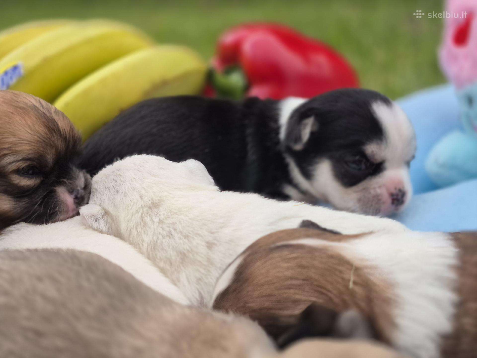 Chihuahua