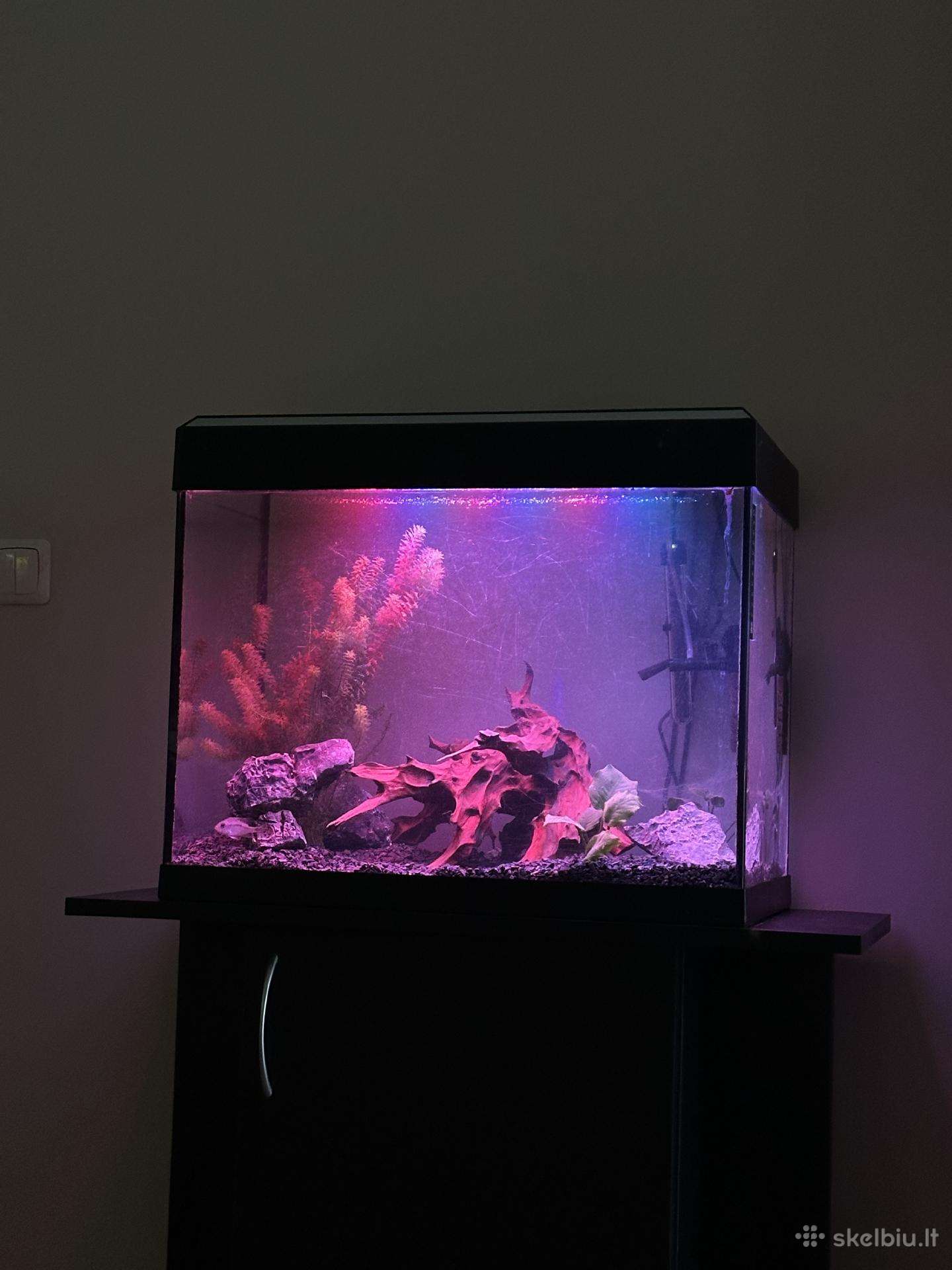 Akvariumas su spintele