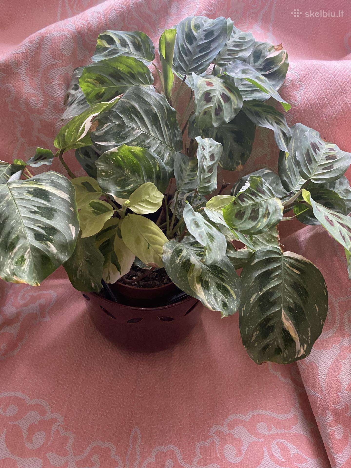 Maranta