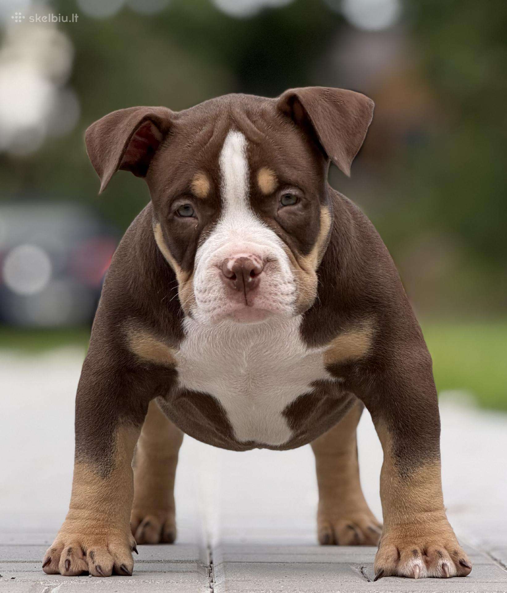 American Bully Pocket