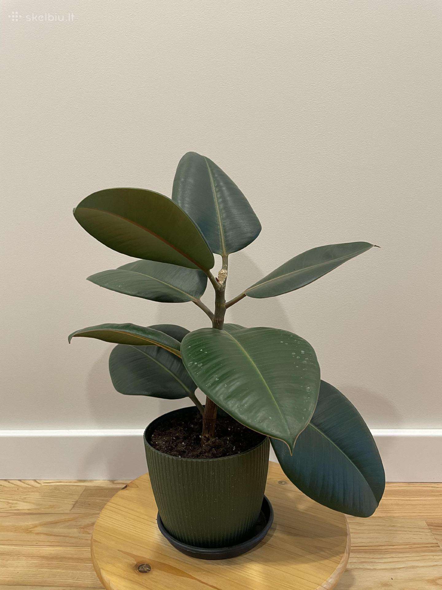 Stambialapis fikusas - ficus elastica